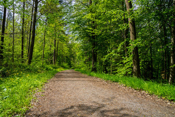 Fototapeta na wymiar Germany, Perfect paradise like hiking trail through green forest in summer