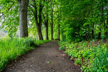 Forest track alongside tree trunks and bench in springtime season