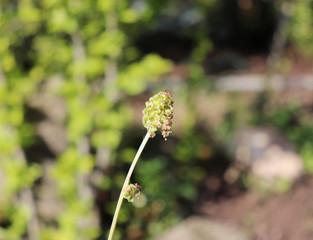 Salad burnet ,Sanguisorba minor, detail of flowers. It is a plant in the family Rosaceae that is native to western, central and southern Europe northwest Africa and southwest Western Asia.