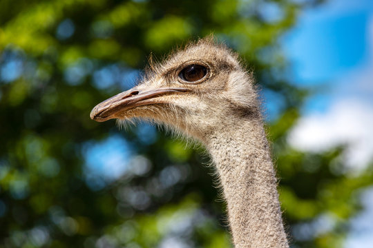 Close-up of head details South African female common ostrich (Struthio camelus)