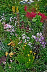 Detail of a colourful border in a cottage garden