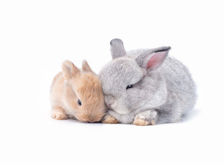 Two baby rabbits on white background.