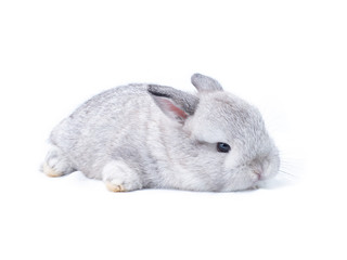 Furry gray baby rabbit  lying on white background. Lovely action of cute baby rabbit.