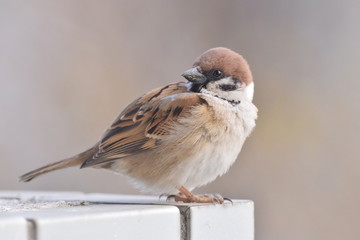 sparrow isolated on white background