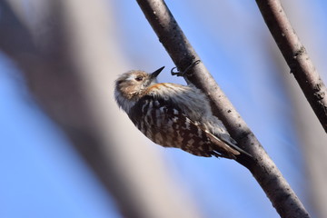 woodpecker of prey