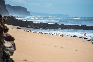 Flock of birds over the ocean coast