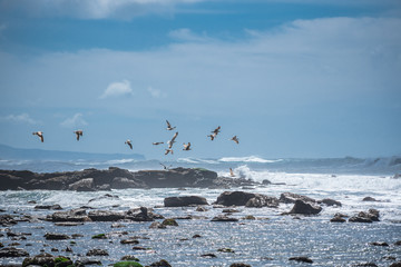 Flock of birds over the ocean shore