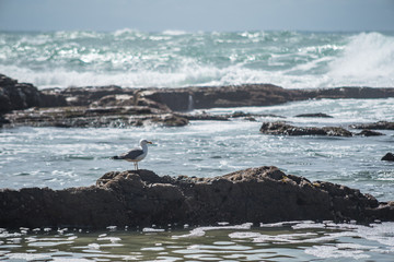Seagull sits on a stone among the waves