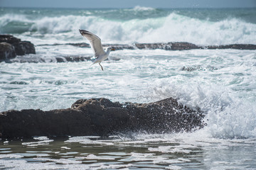 Seagull flying on the wave