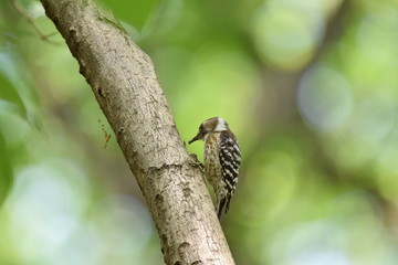 woodpecker on a leaf