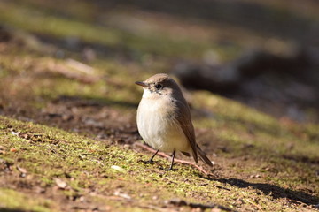 bird on a branch