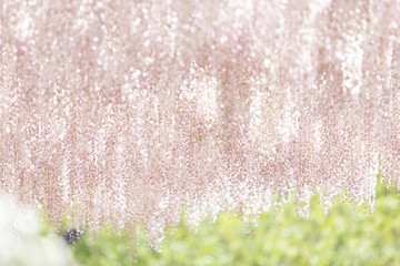 フラワーパーク〜藤の花#2