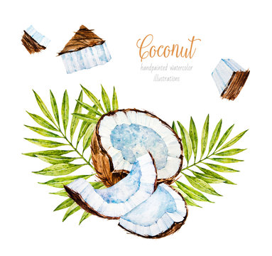 Watercolor Coconut. Botanical handdrawn illustration. Exotic tropical fruit