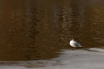 A common sea gull standing on the edge of ice