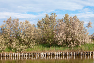 delta of the river po emilia romagna and veneto north italy