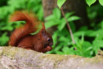 Naklejka na ściany i meble Squirrel Eichhörnchen Nagetier Futtersuche Frisst Nahrung Tier Natur niedlich putzig süß