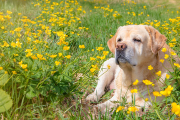 White labrador enjoying warm spring day between flowers.