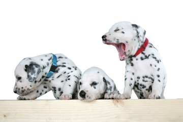 Gähnender kleiner Hundewelpe mit Geschwistern