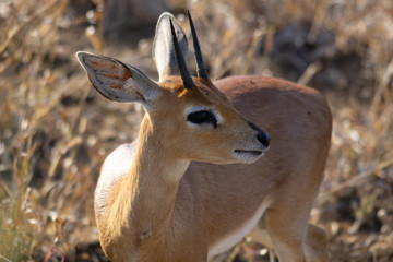 steenbok