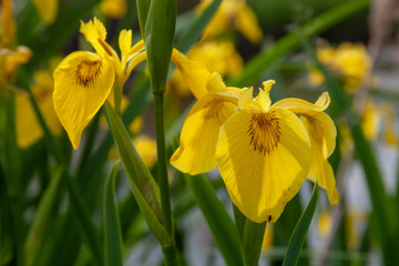 wild iris endemic flower of the valleys of comacchio