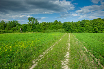 Fototapeta na wymiar Road through green meadow, forest on horizon and clouds on blue sky