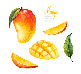 Mango. Botanical watercolor hand drawn illustration. Exotic fruit. Watercolor mango