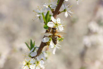 eine Honigbiene sammelt an weiße Kirschblüten Honig