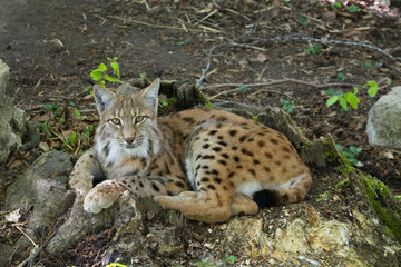 Lynx