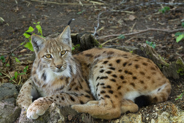 Obraz premium Lynx