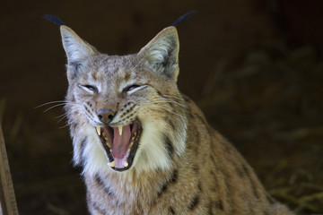 Lynx