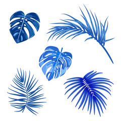 Fototapeta na wymiar Blue tropical palm leaves, jungle leaves, botanical vector illustration, set isolated on white background.