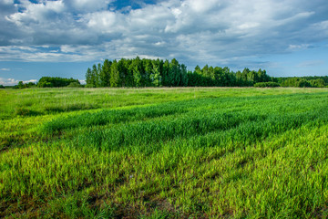 Green fresh grain, forest and clouds in the sky