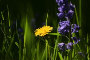 Löwenzahn Blume Blüte Gelb Lila Glockenblumen Blumenwiese Frühling