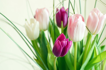Bouquet of tulips on a light background