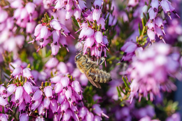 eine Biene sammelt auf einer Blume (Schneeheide) Honig