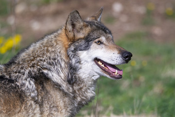 Fototapeta premium Loup