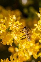 eine Honigbiene sammelt an einer Blume (Mahonie) Honig
