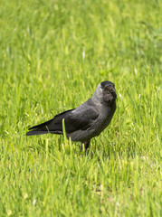 Coloeus monedula or Corvus monedula walking in a grass field looking at you. Sunny summer day