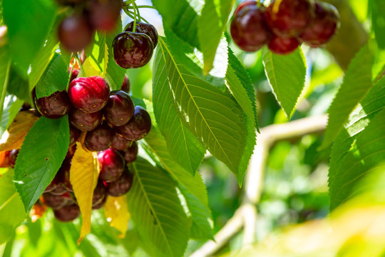 reife Kirschen zum selbst pfl&uuml;cken h&auml;ngen an einem Kirschbaum