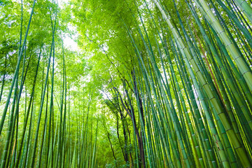 Obraz na płótnie Canvas Green bamboo forest with sun light in morning