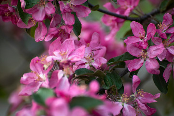 Apple blossom in garden