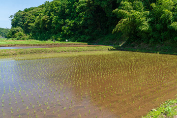 田んぼ　稲