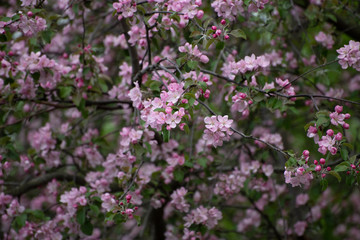 beautiful flowers of Apple trees