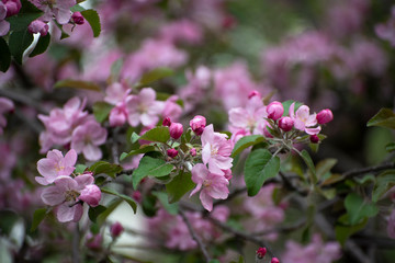 beautiful flowers of Apple trees