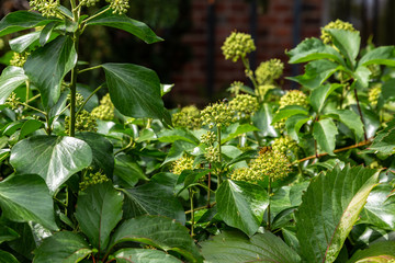 eine Wespe auf einer Blume (Wolfsmilchkraut)