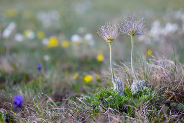 Pair of wildflowers in spring blooming meadow. Perfect anemone, Pulsatilla taurica, Ranunculaceae,  wild meadow mountain flower in may at the lower plateau Chatyr-Dag, Crimea. Spring field background.