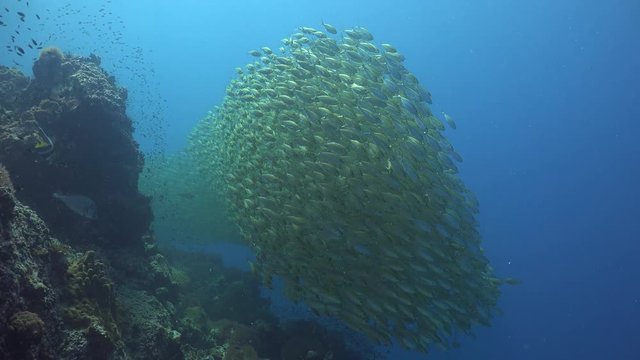 Big school of Oxeye scad-Selar boops
