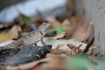 Flies on the chameleon head in the garden