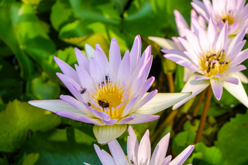 Pink lotus water lily with bee