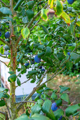 ein kleiner Baum mit reifen Pflaumen